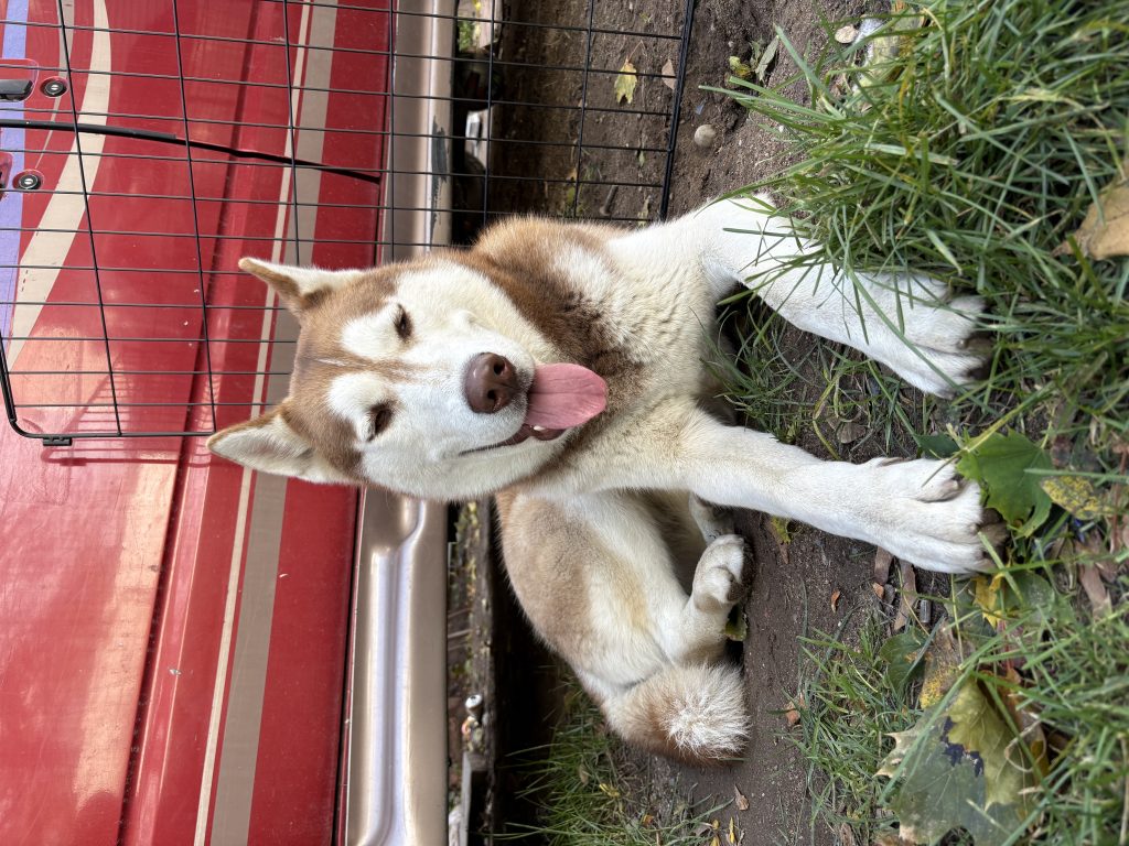 Killua, lost dog, Husky
