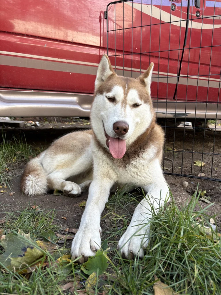 Killua, lost dog, Husky