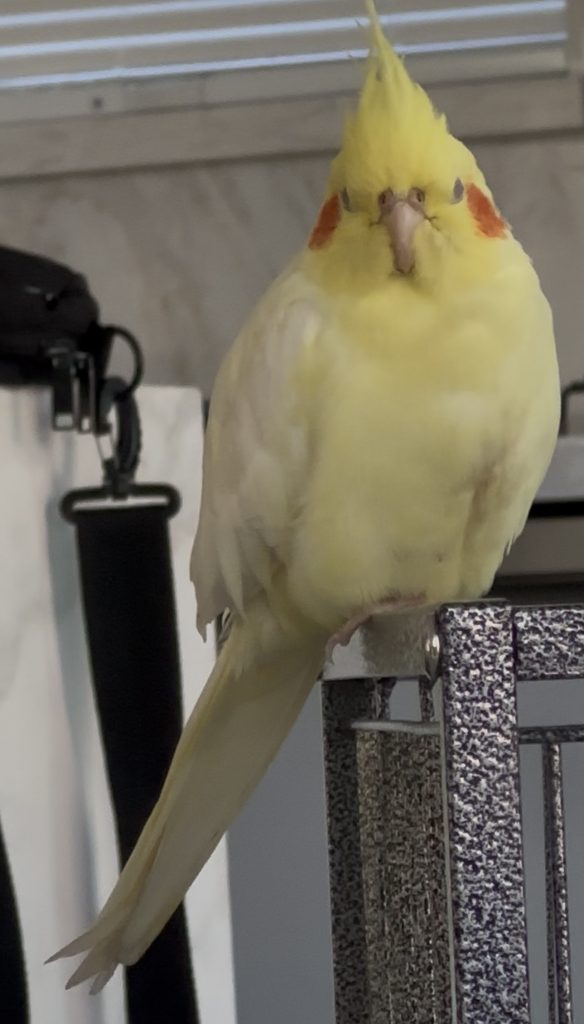Tweety, lost bird, Cockatiel