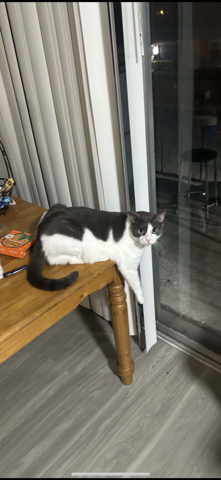 Mielito, lost cat, American shorthair