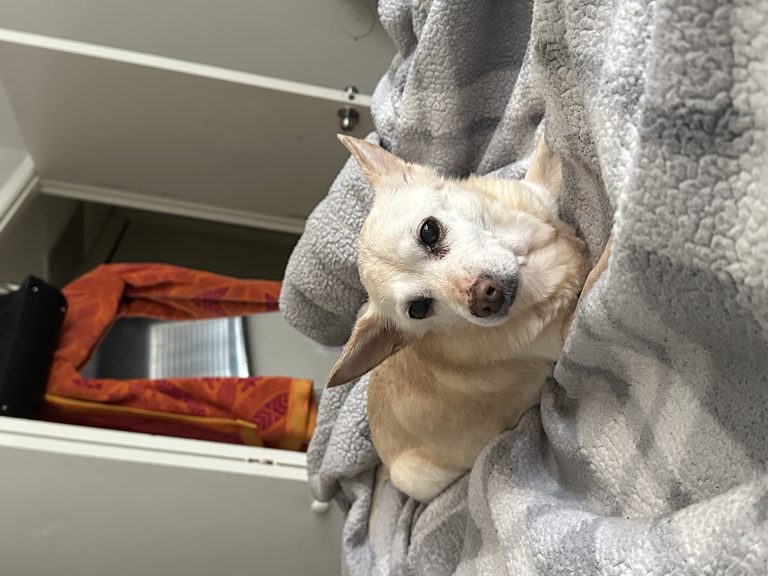Snow, lost dog, Chihuahua mix