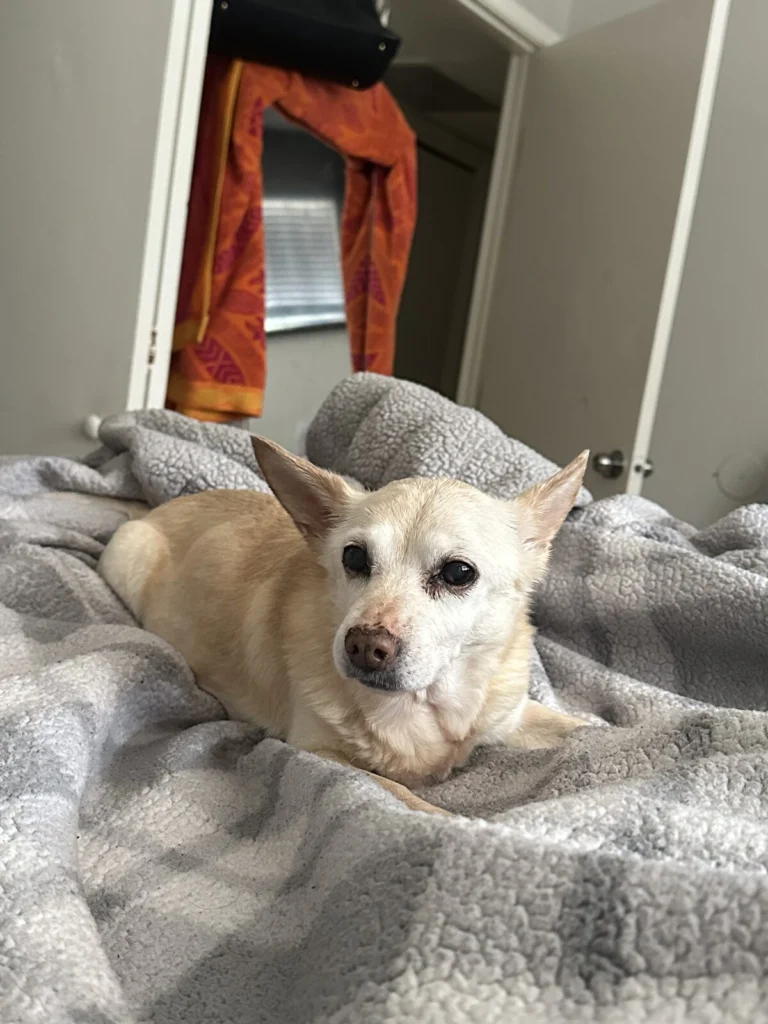Snow, lost dog, Chihuahua mix