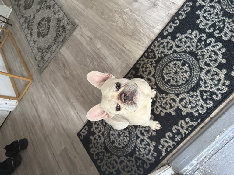 Kilo, lost dog, french bulldog