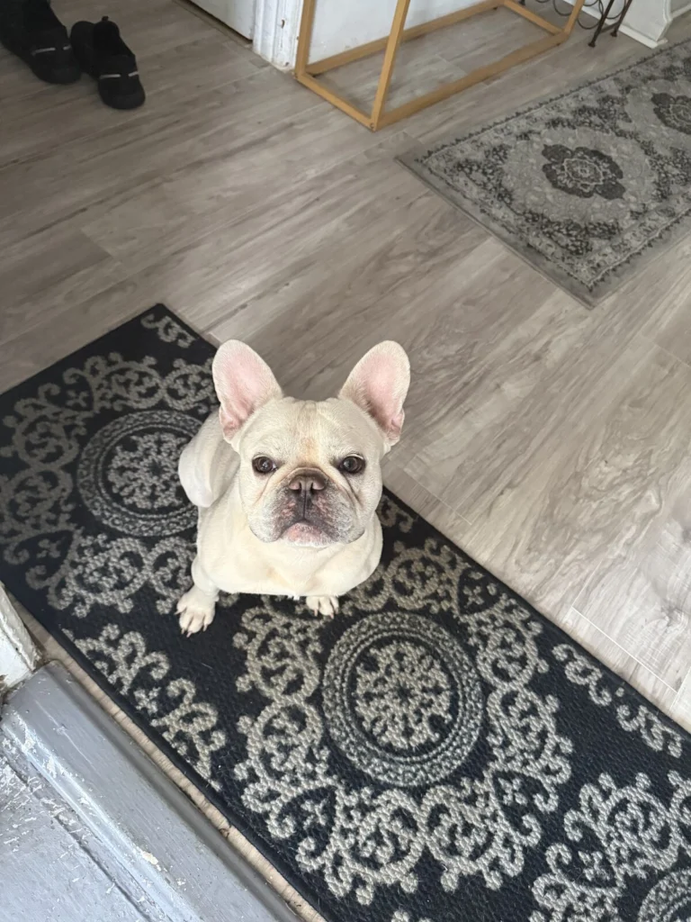 Kilo, lost dog, french bulldog
