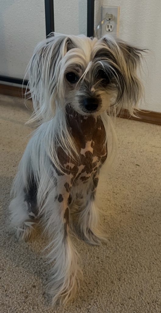 Piper, lost dog, Chinese crested