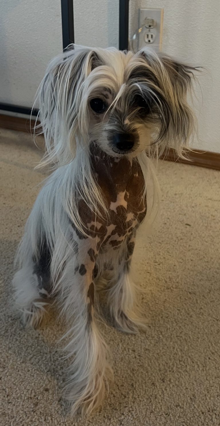 Piper, lost dog, Chinese crested