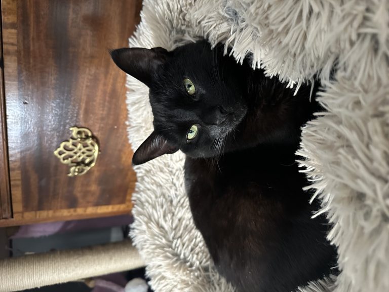 P, lost cat, Short Hair