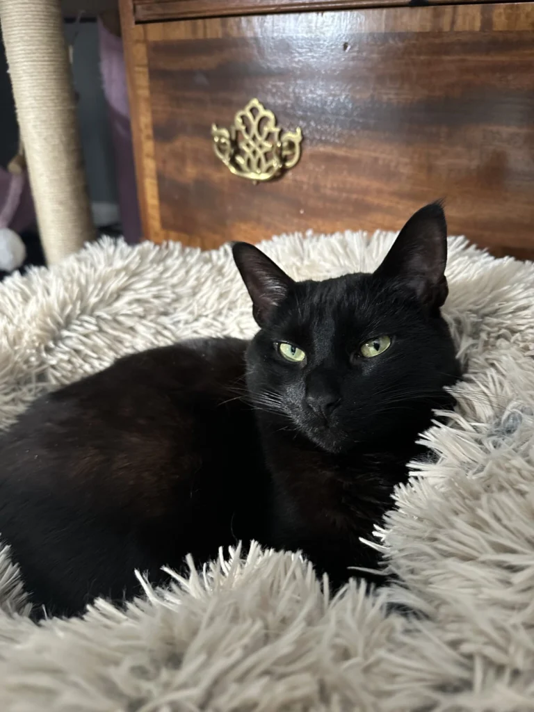 P, lost cat, Short Hair