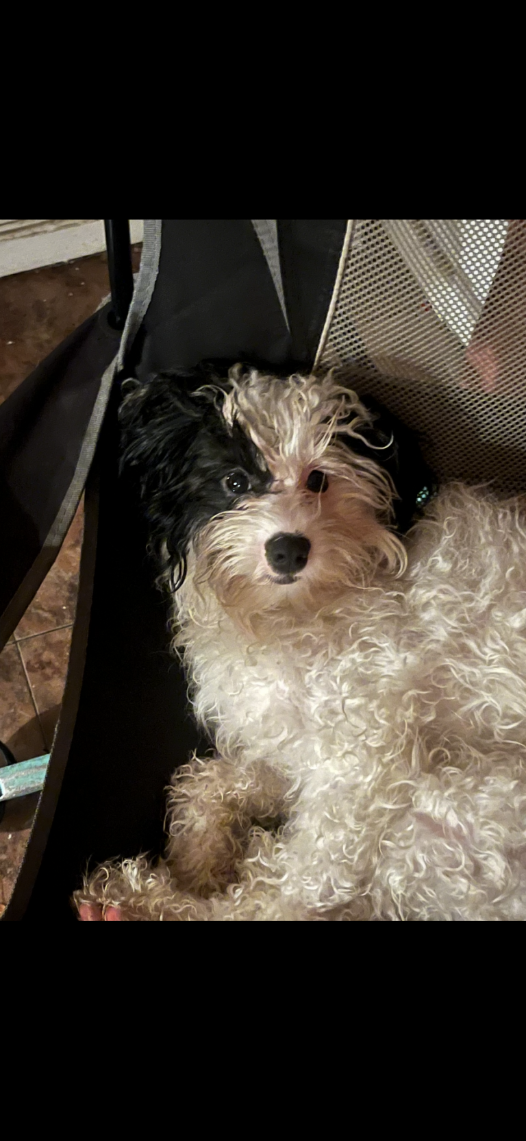 Bailey, lost dog, Mix poodlee