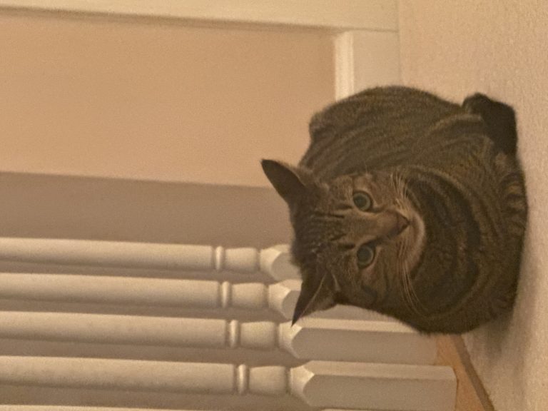 Tiger, lost cat, Tabby