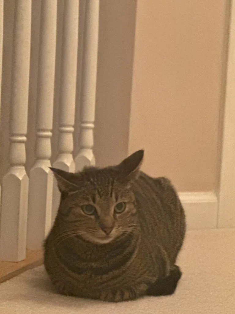 Tiger, lost cat, Tabby