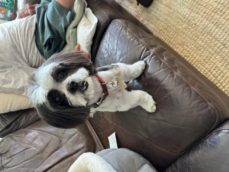 Velcro, lost dog, Shihtzu