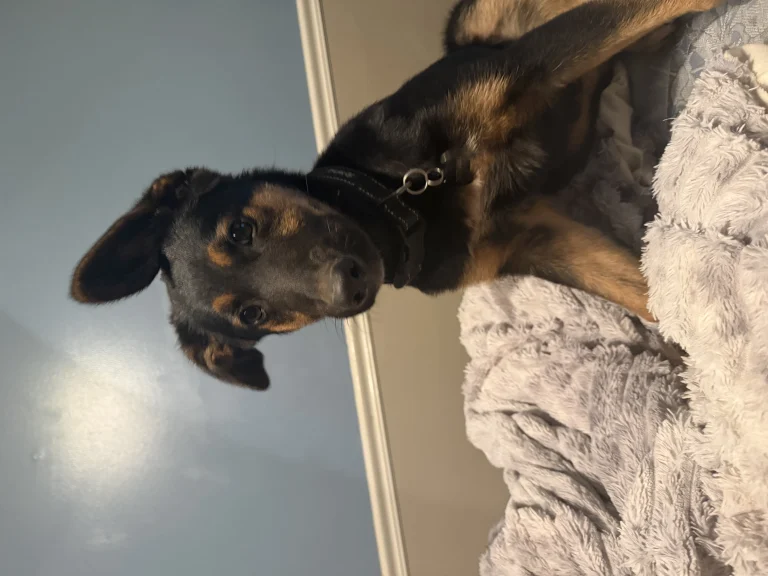 Bear, lost dog, German Shepherd/Blue Healer