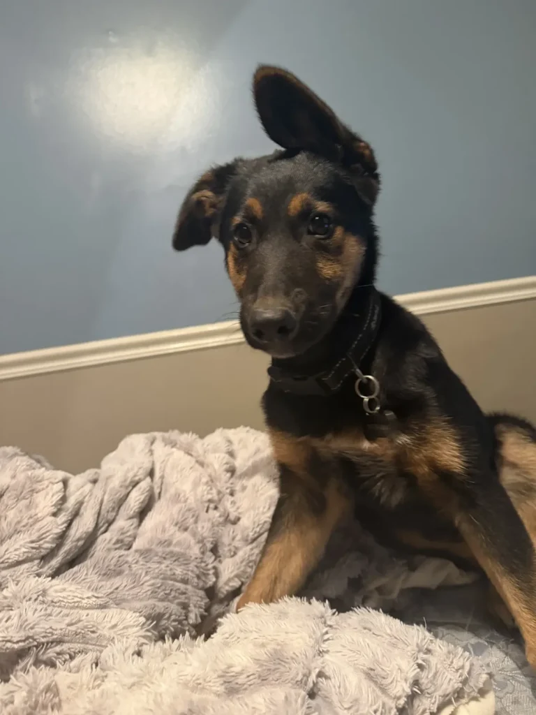 Bear, lost dog, German Shepherd/Blue Healer