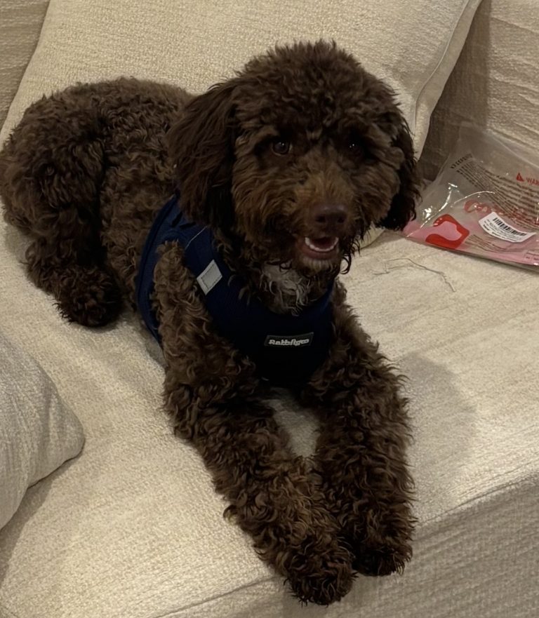 Saint, lost dog, Poodle