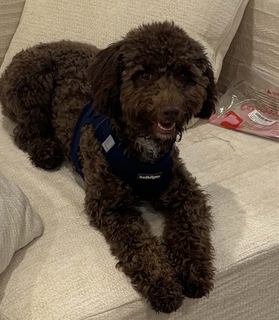 Saint, lost dog, Poodle