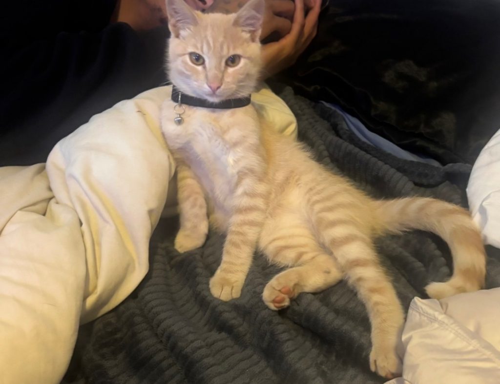 Cairo, lost cat, american shorthair