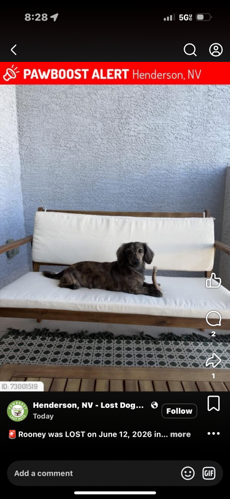 Rooney, lost dog, Long haired dachshund