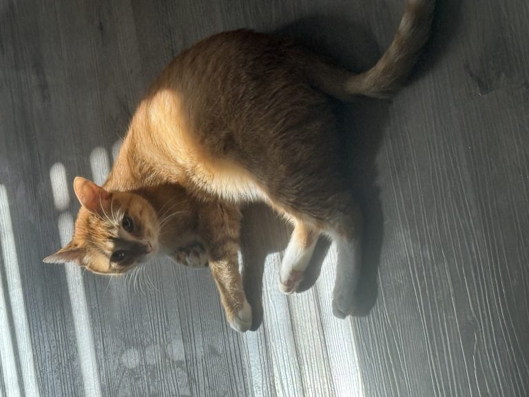 Cheeto, lost cat, domestic shorthair