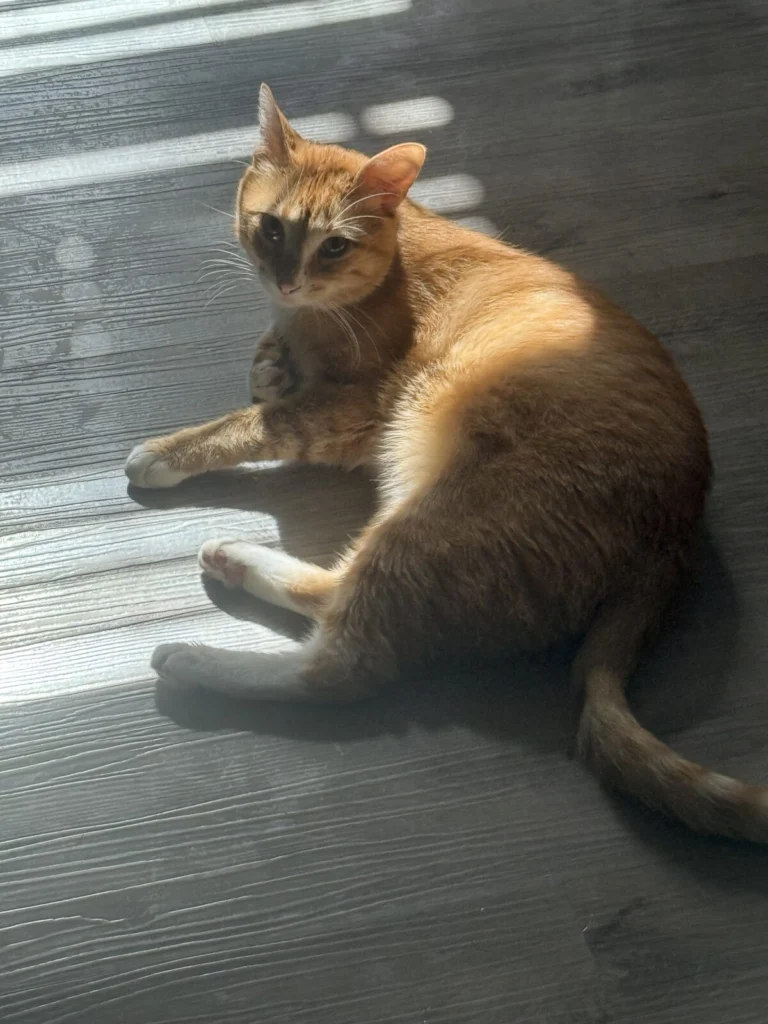 Cheeto, lost cat, domestic shorthair
