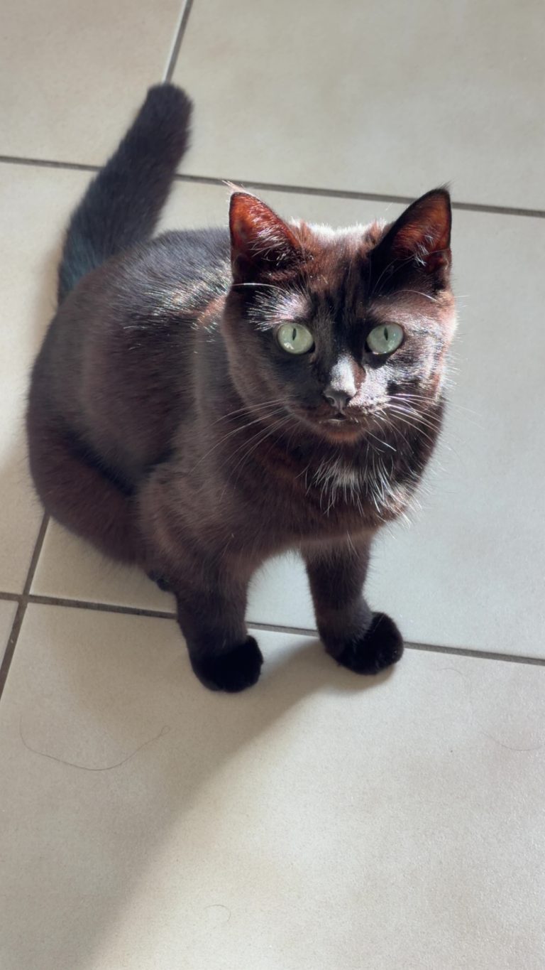 Oreo, lost cat, Bombay