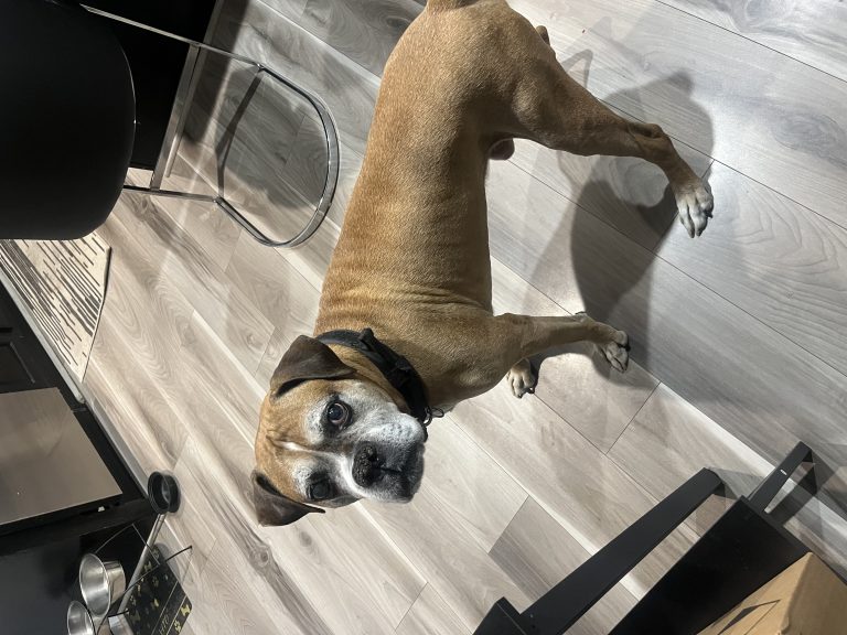 Vito, lost dog, Boxer