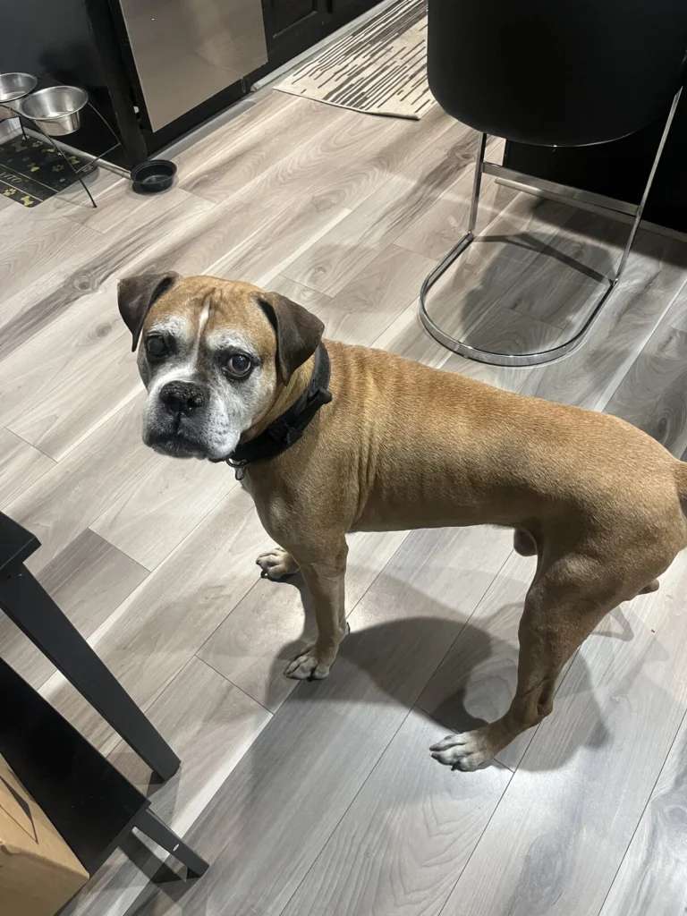 Vito, lost dog, Boxer