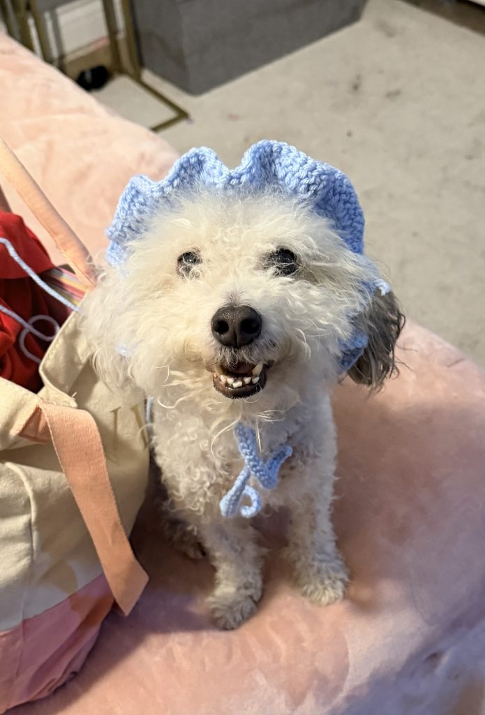 Bagel, lost dog, Maltese Poodle