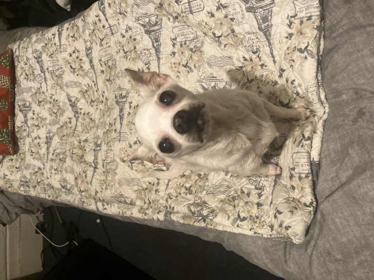 Cookie, lost dog, Chihuahua