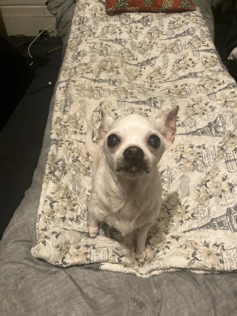 Cookie, lost dog, Chihuahua