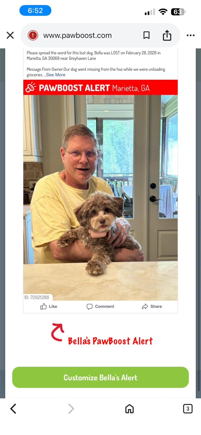 Bella, lost dog, Schnoodle