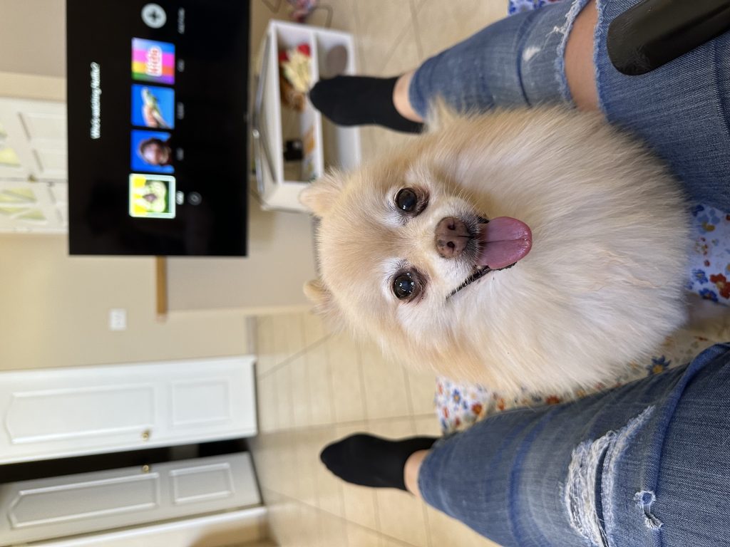 Shu Shu, lost dog, Pomeranian