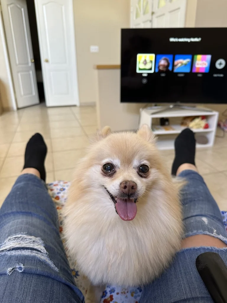Shu Shu, lost dog, Pomeranian