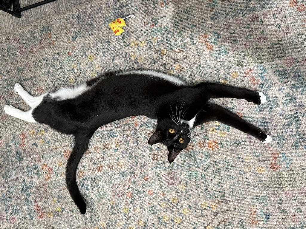 Percy, lost cat, Amarican short hair