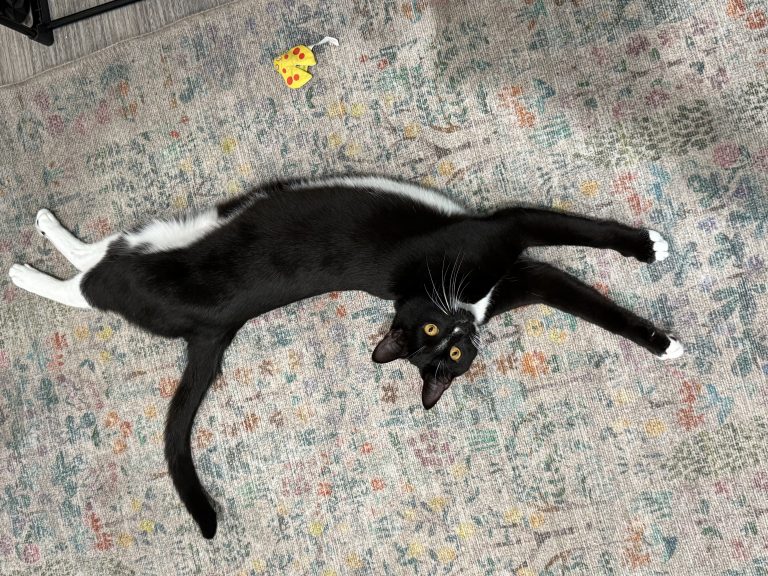 Percy, lost cat, Amarican short hair
