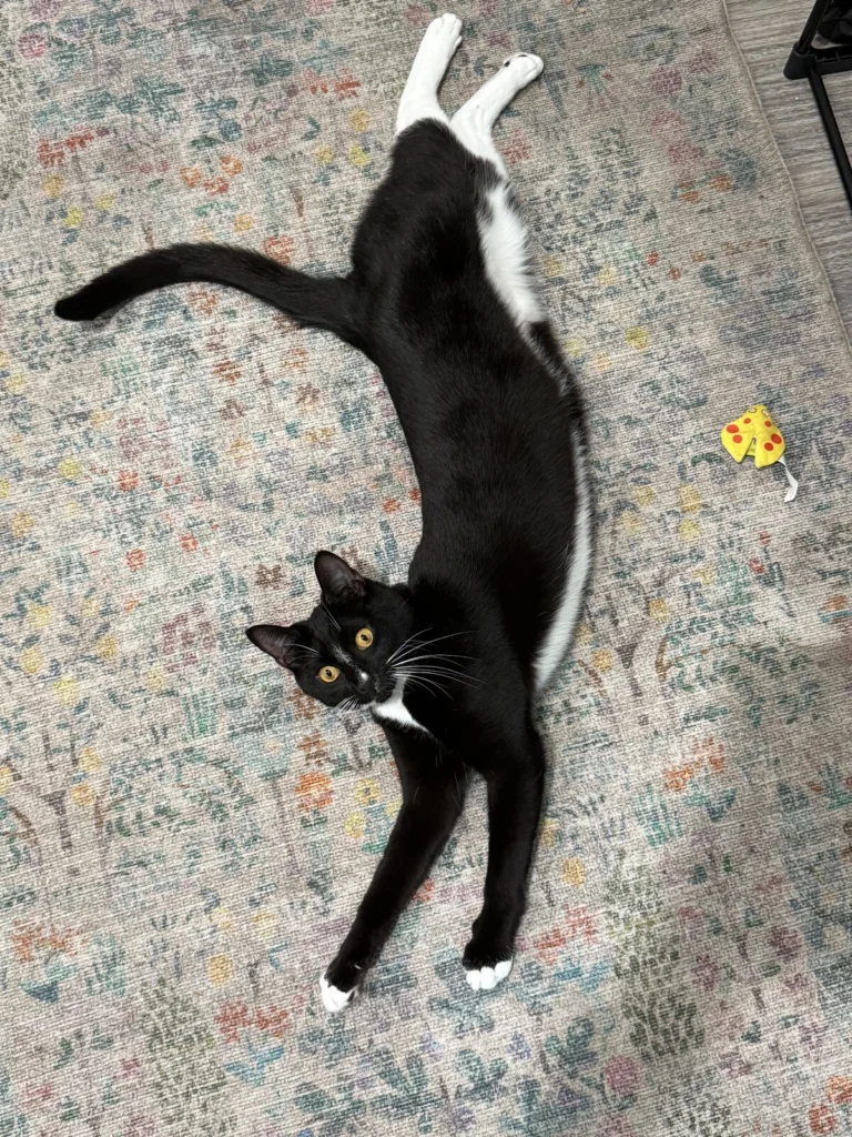 Percy, lost cat, Amarican short hair