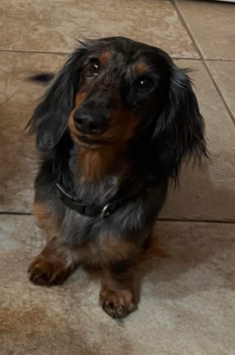 Milo, lost dog, Long haired dachshund
