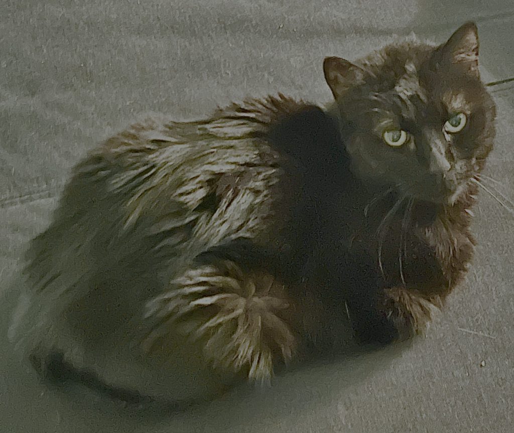 Nazli, lost cat, Domestic short hair