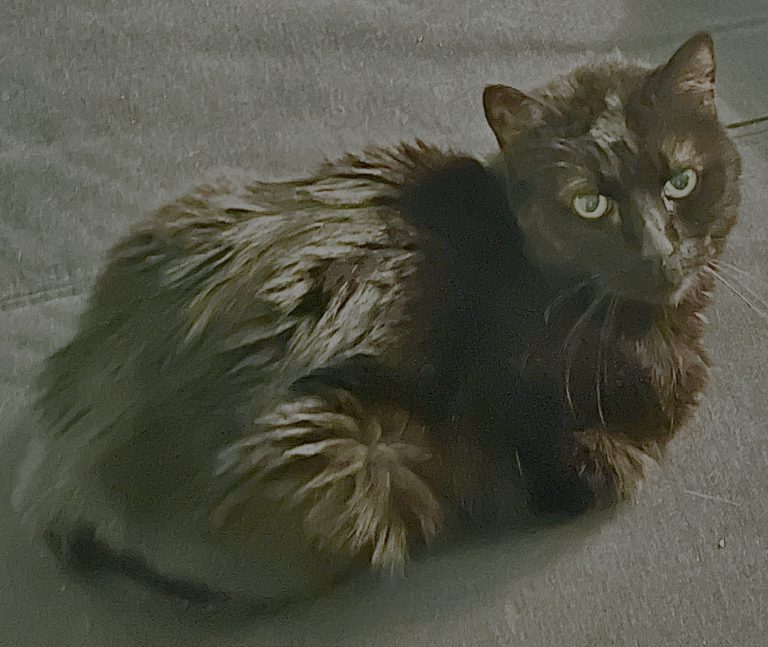 Nazli, lost cat, Domestic short hair