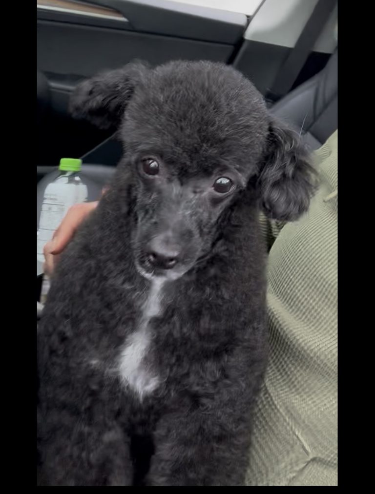 Pepper, lost dog, Poodle miniature
