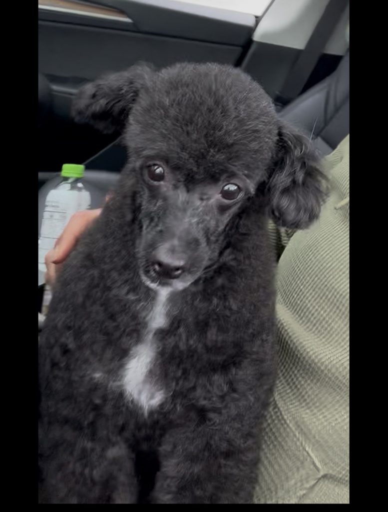 Pepper, lost dog, Poodle miniature