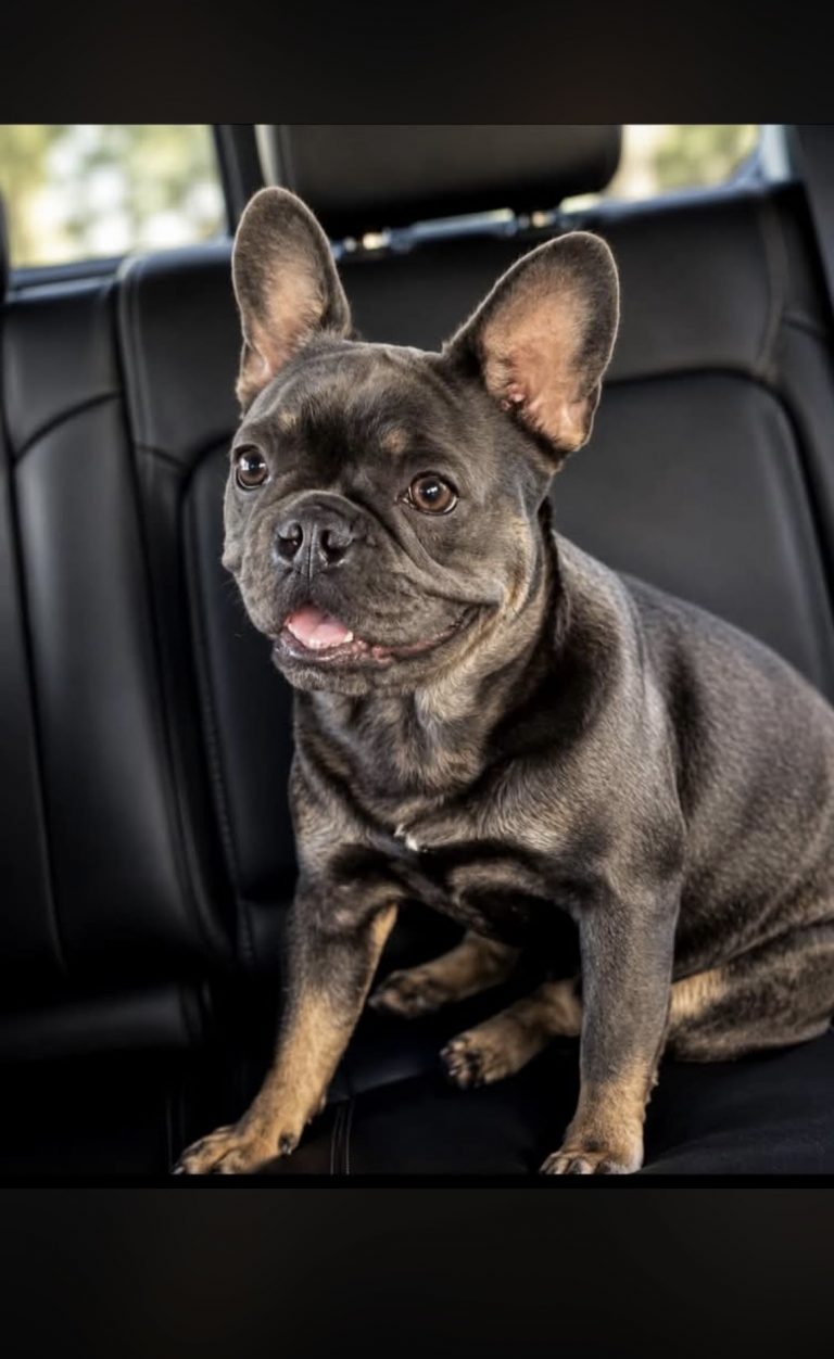 Dolly, lost dog, Frenchie