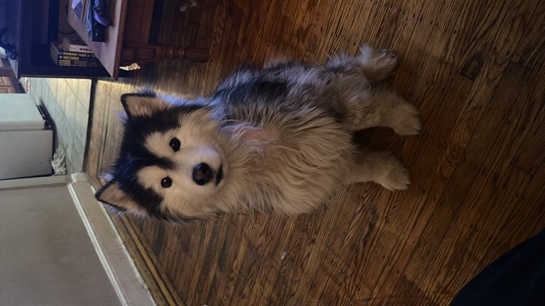 Zuko, lost dog, Husky/malamute