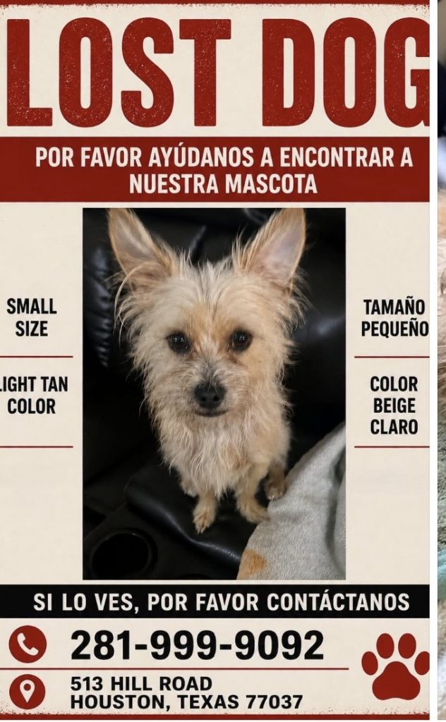 Chepito, lost dog, Terrin