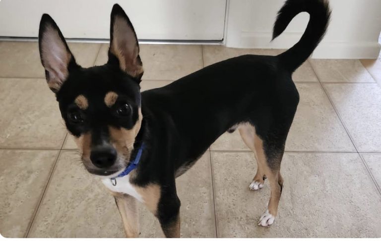 Buccaneer, lost dog, Mixed rat terrier