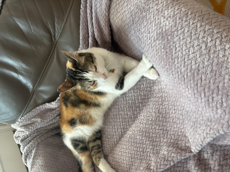 Soju, lost cat, American Domestic Shorthair