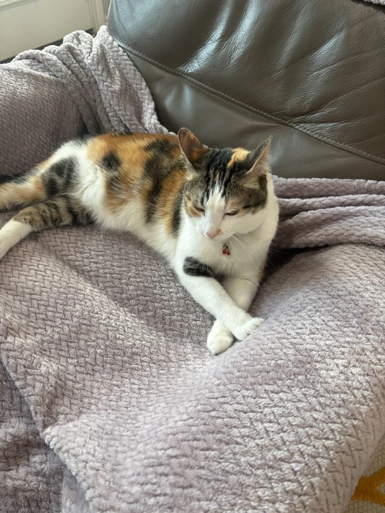Soju, lost cat, American Domestic Shorthair