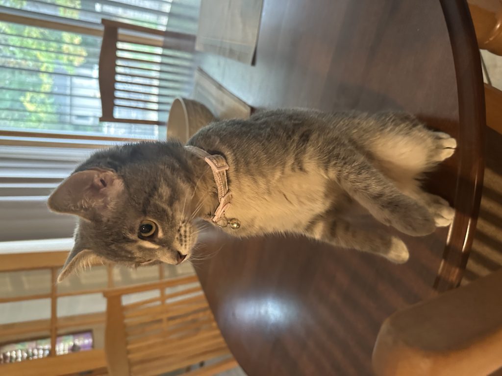 Molly, lost cat, Domestic Shorthair