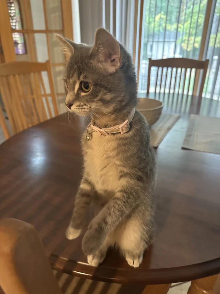 Molly, lost cat, Domestic Shorthair