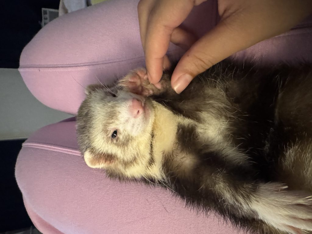 Pancho, lost other, Ferret